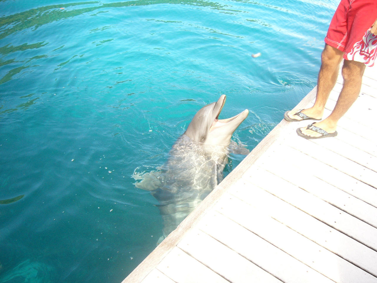 DolphinsPacific 005.jpg